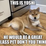 Doggo chilling | THIS IS YOSHI. HE WOULD BE A GREAT CLASS PET DON’T YOU THINK. | image tagged in doggo chilling | made w/ Imgflip meme maker