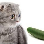 pickle cat