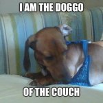 mini doxie of the couch | I AM THE DOGGO; OF THE COUCH | image tagged in mini doxie of the couch | made w/ Imgflip meme maker