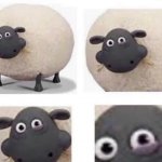 Sheep With Half Closed Eye meme