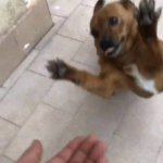 dog jumping towards hand
