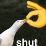 Shut seagull meme