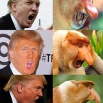 Trump monkey