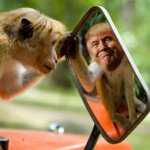 Trump monkey mirror