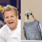 Gordon Cockatiel meme