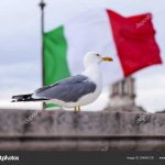 italian seagull