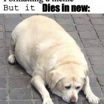 Also when you hand draw a custom template | When you spend; 20 minutes; Formatting a meme; But it; Dies in new: | image tagged in sad doggo noises | made w/ Imgflip meme maker