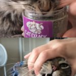 Cat Addicted To Catnip meme