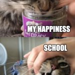 Cat Addicted To Catnip | ME; MY HAPPINESS; SCHOOL | image tagged in cat addicted to catnip,school | made w/ Imgflip meme maker