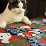 Cat Poker
