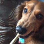 Weed Dog