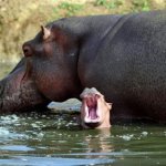 Hippoes