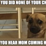 Nervous doggle | WHEN YOU DID NONE OF YOUR CHORES; AND YOU HEAR MOM COMING HOME | image tagged in nervous doggle | made w/ Imgflip meme maker