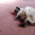 Violence's catnip addiction