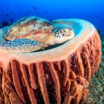 turtle nestled over coral