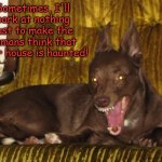 Evil Dog | Sometimes, I'll bark at nothing just to make the humans think that their house is haunted! | image tagged in evil dog,memes,dogs,funny dogs | made w/ Imgflip meme maker
