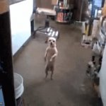 Leta cha cha | image tagged in gifs,funny gifs | made w/ Imgflip video-to-gif maker