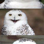 Bad Pun Owl meme
