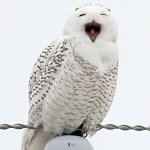 Happy Owl meme