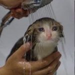 sad cat in shower meme