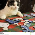 Cat playing poker