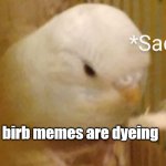 Sad Budgie | birb memes are dyeing | image tagged in sad budgie | made w/ Imgflip meme maker