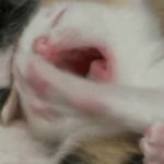 my cat GIF Template
