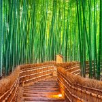 Bamboo Path meme