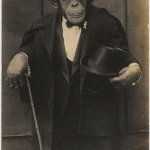 Well dressed monkey