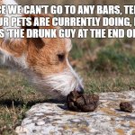 The drunk guy at the end of the bar | SINCE WE CAN'T GO TO ANY BARS, TELL ME WHAT YOUR PETS ARE CURRENTLY DOING, BUT REFER TO THEM AS 'THE DRUNK GUY AT THE END OF THE BAR'... | image tagged in humor,dog | made w/ Imgflip meme maker