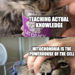 Cat Addicted To Catnip | SCHOOL; TEACHING ACTUAL 
KNOWLEDGE; MITOCHONDRIA IS THE POWERHOUSE OF THE CELL | image tagged in cat addicted to catnip,mitochondria is the powerhouse of the cell,school | made w/ Imgflip meme maker
