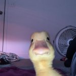 Duck looking at you meme