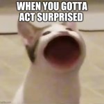 title | WHEN YOU GOTTA ACT SURPRISED | image tagged in pop cat | made w/ Imgflip meme maker