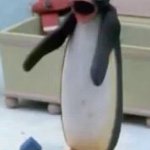 Gasping penguin meme