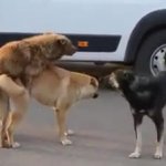 Doggy Style GIF Template