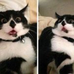 reactions of a black and white cat meme