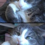 Here's the template for my last meme :D | image tagged in the cat the calm and the screechy,new meme,custom template,cat,new template,why am i doing this | made w/ Imgflip meme maker