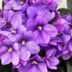 Violets