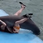 Dolphin Hump GIF Template