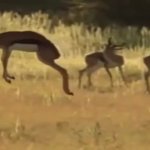 Flying antelope