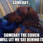 zero the puppy | SOMEDAY... SOMEDAY THE COUCH WILL LET ME SEE BEHIND IT | image tagged in zero the puppy | made w/ Imgflip meme maker