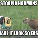 Stupid Cow | STOOPID HOOMANS; MAKE IT LOOK SO EASY | image tagged in stupid cow | made w/ Imgflip meme maker
