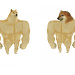 two strong dogs