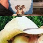 That's a dog not a cat. | image tagged in what in tarnation dog,dogs,funny,you had one job,task failed successfully,memes | made w/ Imgflip meme maker
