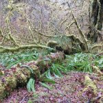 Hoh rainforest