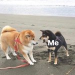 Wholesome Doges at the beach meme