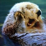Blushing Otter meme