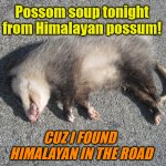 Himalayan Possom Soup Tonight | Possom soup tonight from Himalayan possum! CUZ I FOUND 
HIMALAYAN IN THE ROAD | image tagged in roadkill opossum | made w/ Imgflip meme maker