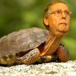 Mitch the Turtle