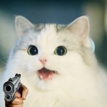 cat holding a gun